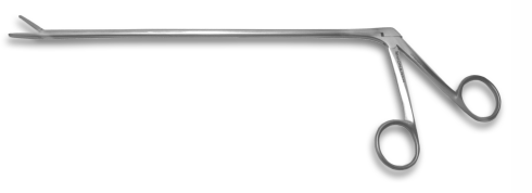 I should've taken a picture.  They were bigger and scarier than this.  Really.