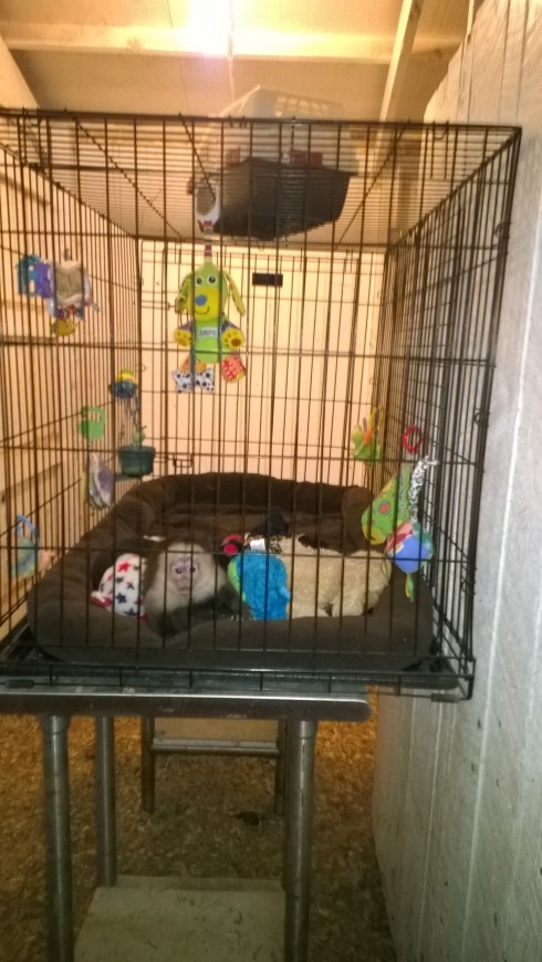 A baby monkey, tearing your heart out with his tiny sad face.