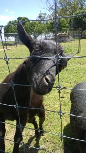 The fuck is wrong with you, lady, walking around looking at monkey privates?