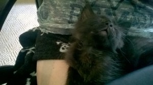 sleepy kitty, get out of my head