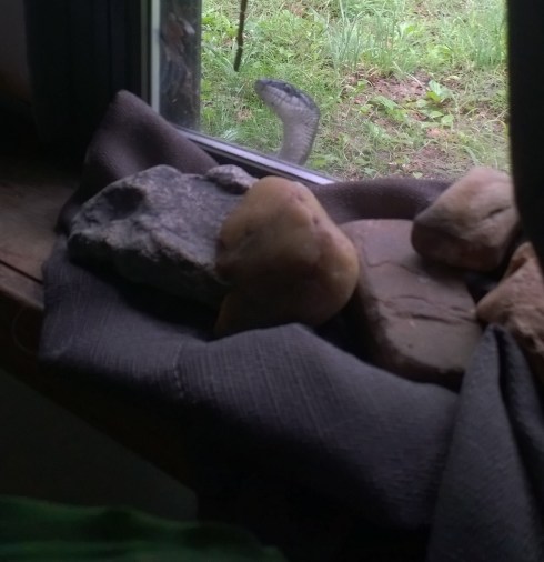 Slug Season is a thing.